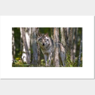 Timber wolf in Forest Posters and Art